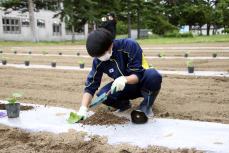 植えてるところ