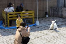 ミニ動物園の様子