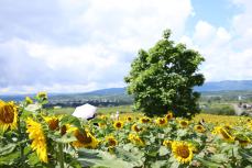 日傘・鎮座する木・ひまわり