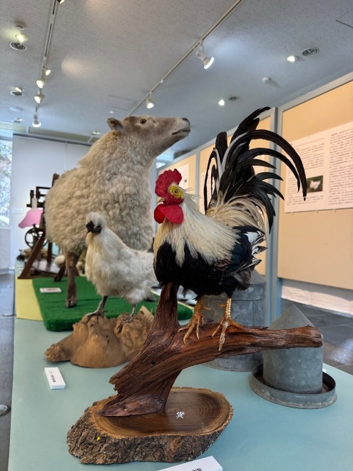 第53回特別展「名寄の畜産史」の写真