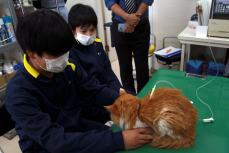 職場体験：動物病院