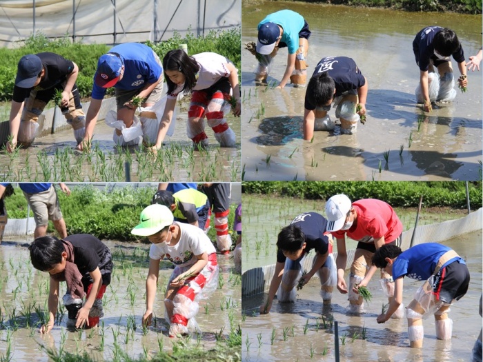 田植え