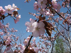 町内の桜の開花が始まる