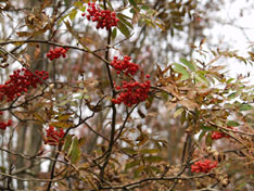 ふうれん望湖台自然公園の紅葉