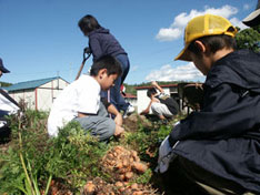 日進小学校農作物の収穫