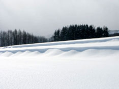 雪に覆われた田んぼ