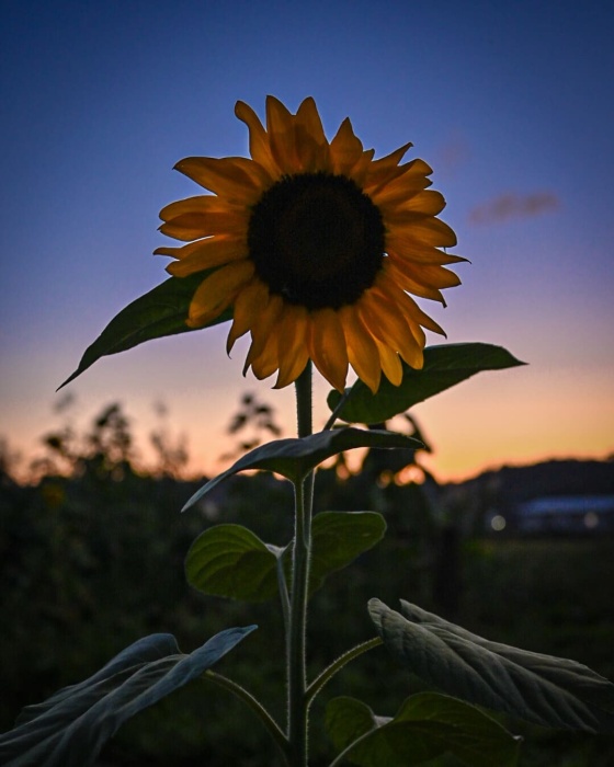 夕暮れにひまわりが一輪