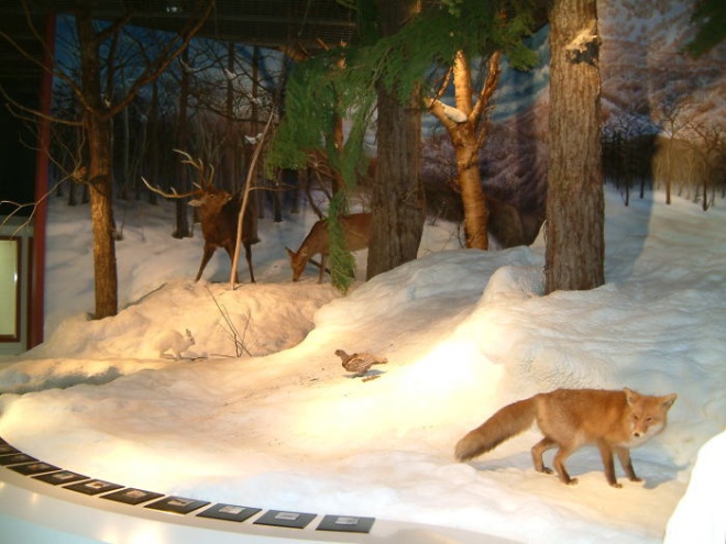 雪山を再現した展示物の写真